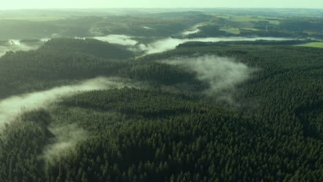 Nadelwald-Im-Nebel---Luftpanorama