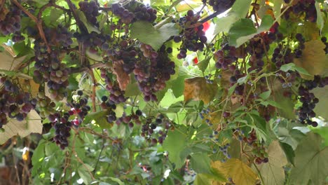 close up of a grape vine with bunches of red and green grapes