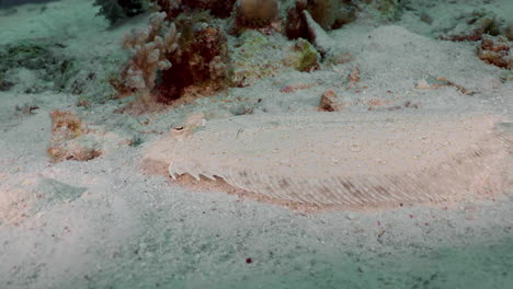 leopard flounder