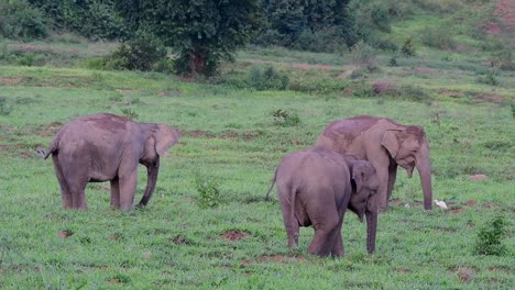 Los-Elefantes-Asiáticos-Son-Especies-En-Peligro-De-Extinción-Y-También-Son-Residentes-De-Tailandia