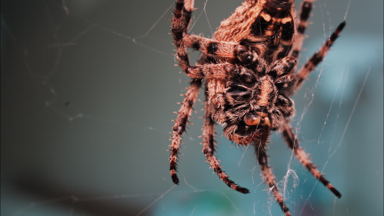 Close up of a spider sitting in its web, showing intricate details of its body and fine silk threads