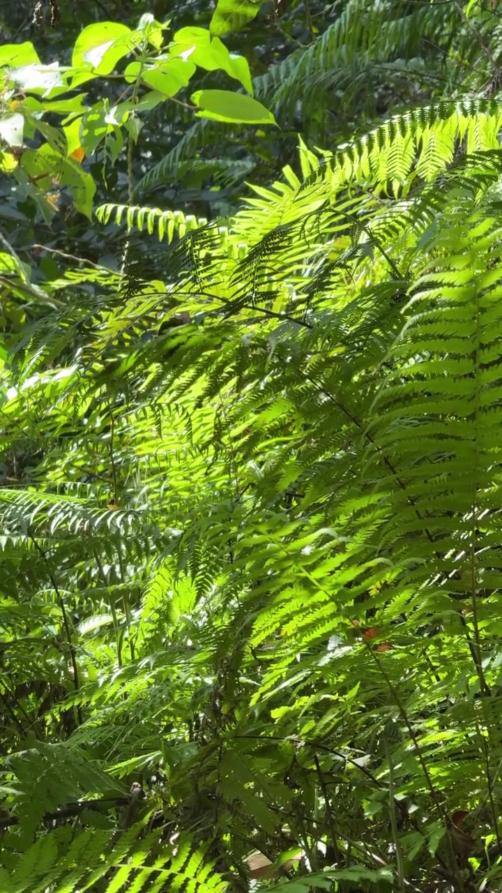 Helechos verdes exuberantes meciéndose suavemente en un bosque tropical