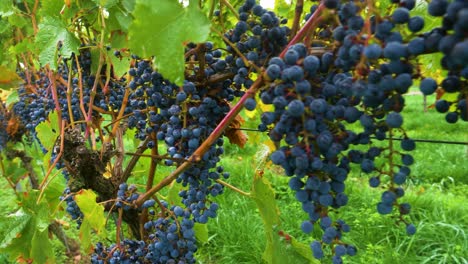 ripe grapes on vine branch on wet autumn day