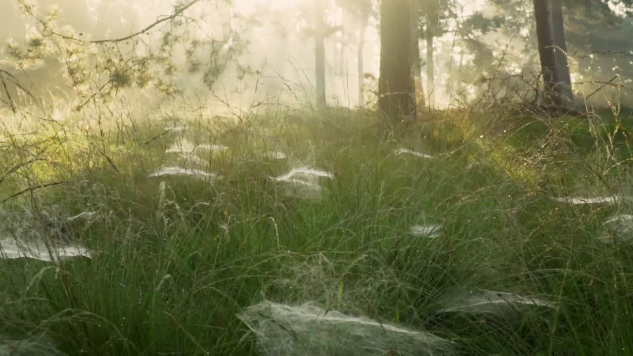 이 은 거미줄로 안개가 가득한 숲의 아침
