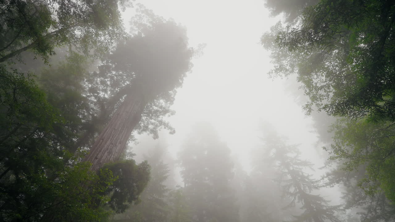 The worlds tallest trees reach high into the eerie coastal mist high above