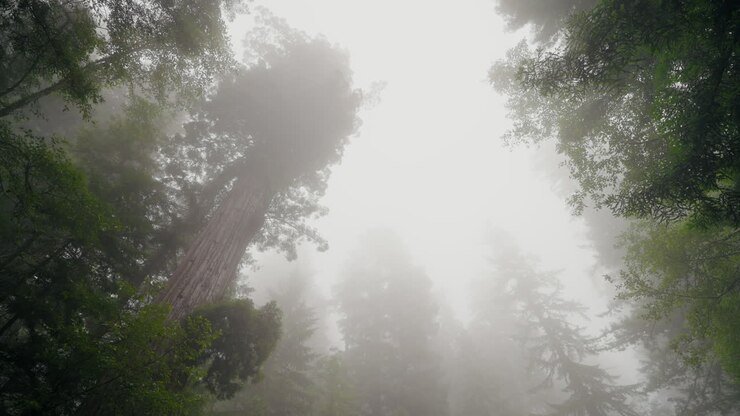 The worlds tallest trees reach high into the eerie coastal mist high above