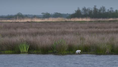 eurasian spoonbill running along river shore with its bill in water