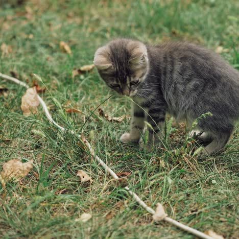 funny kitty on the ground. little grey kitten trying to catch a cord on the grass. cat running in the meadow.