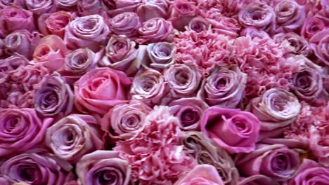 natural roses background closeup