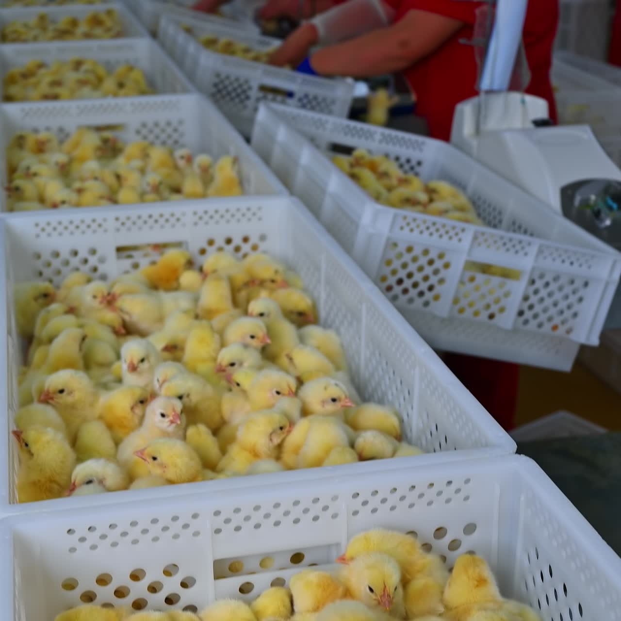 Many baby chicks a poultry farm. Yellow newborn chickens in white plastic containers in a poultry factory. Chicken industry