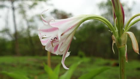 pink trumpet lily flower wet with raindrops blown by the wind in western ghats, mulshi, india during a monsoon - close up