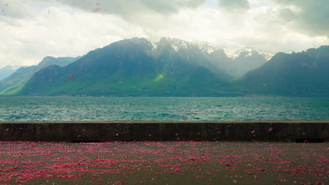 cherry blossom petals flying in the wind, with lake geneva and french alps on the background