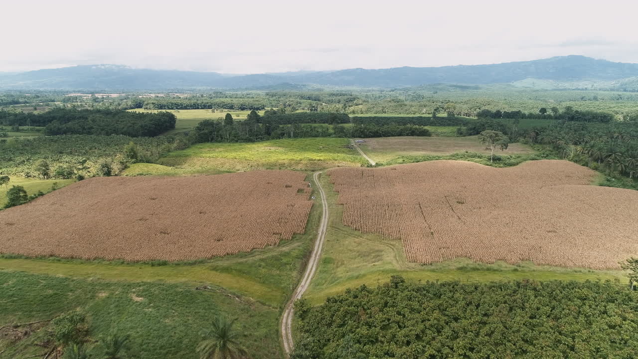 campo de maíz seco en la costa ecuatoriana, toma aérea de la carretera que cruza los campos
