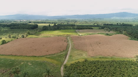 Campo-De-Maíz-Seco-En-La-Costa-Ecuatoriana,-Toma-Aérea-De-La-Carretera-Que-Cruza-Los-Campos