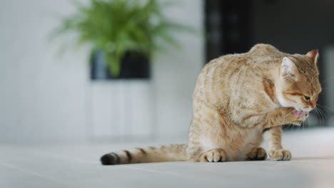 a cute cat washes, sits on the floor in a large living room