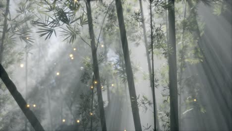 asian-bamboo-forest-with-morning-fog-weather