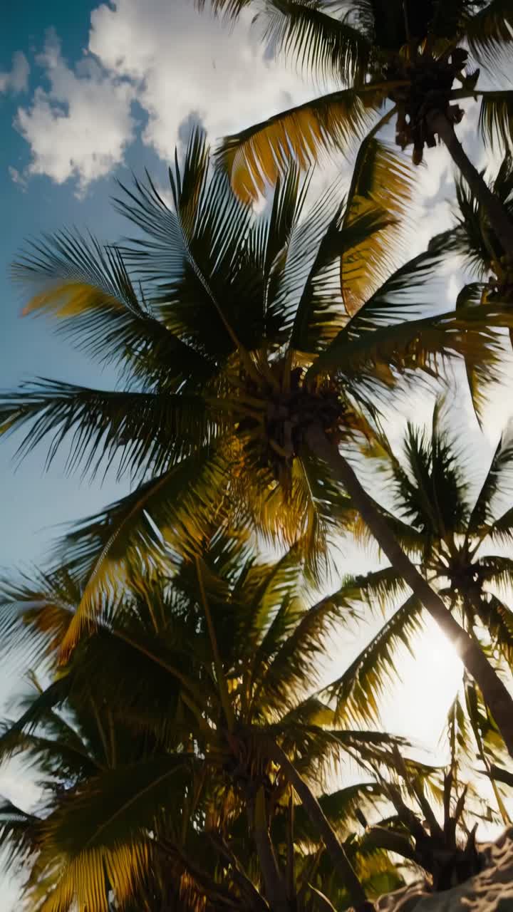 Low-angle shot of palm trees against a vibrant sky, capturing a tropical vibe