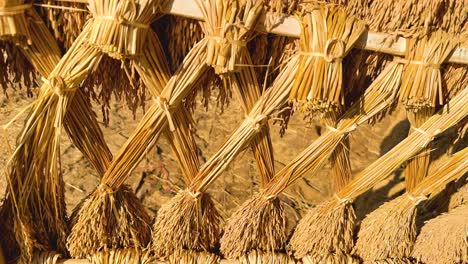 bundles of rice drying in the sun