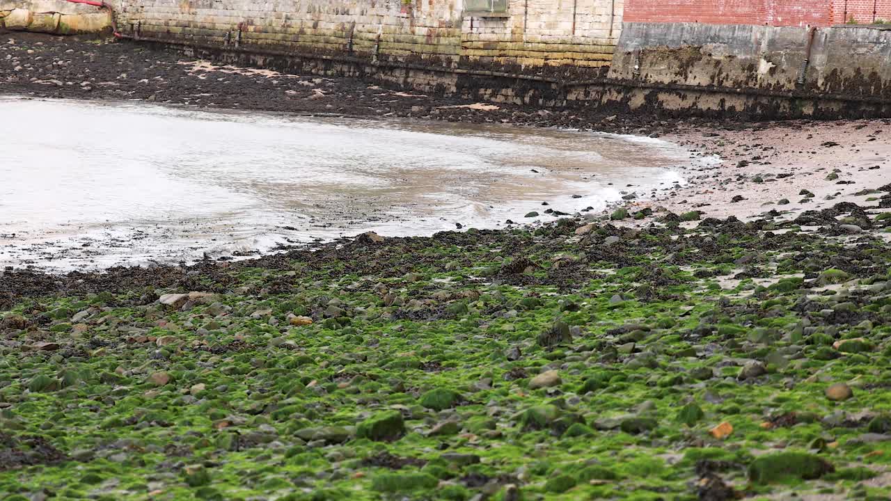 вода отступает, раскрывая берег, покрытый зелеными водорослями.