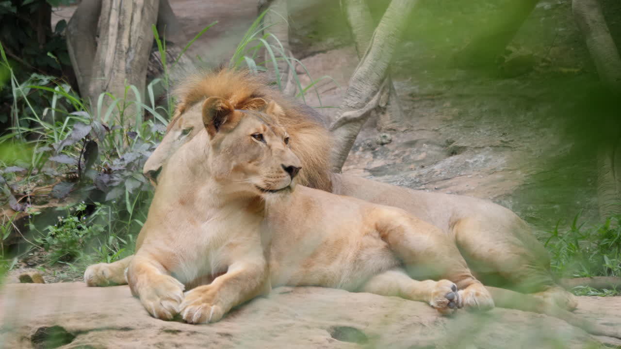 Two Lions Resting