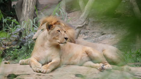 two lions resting
