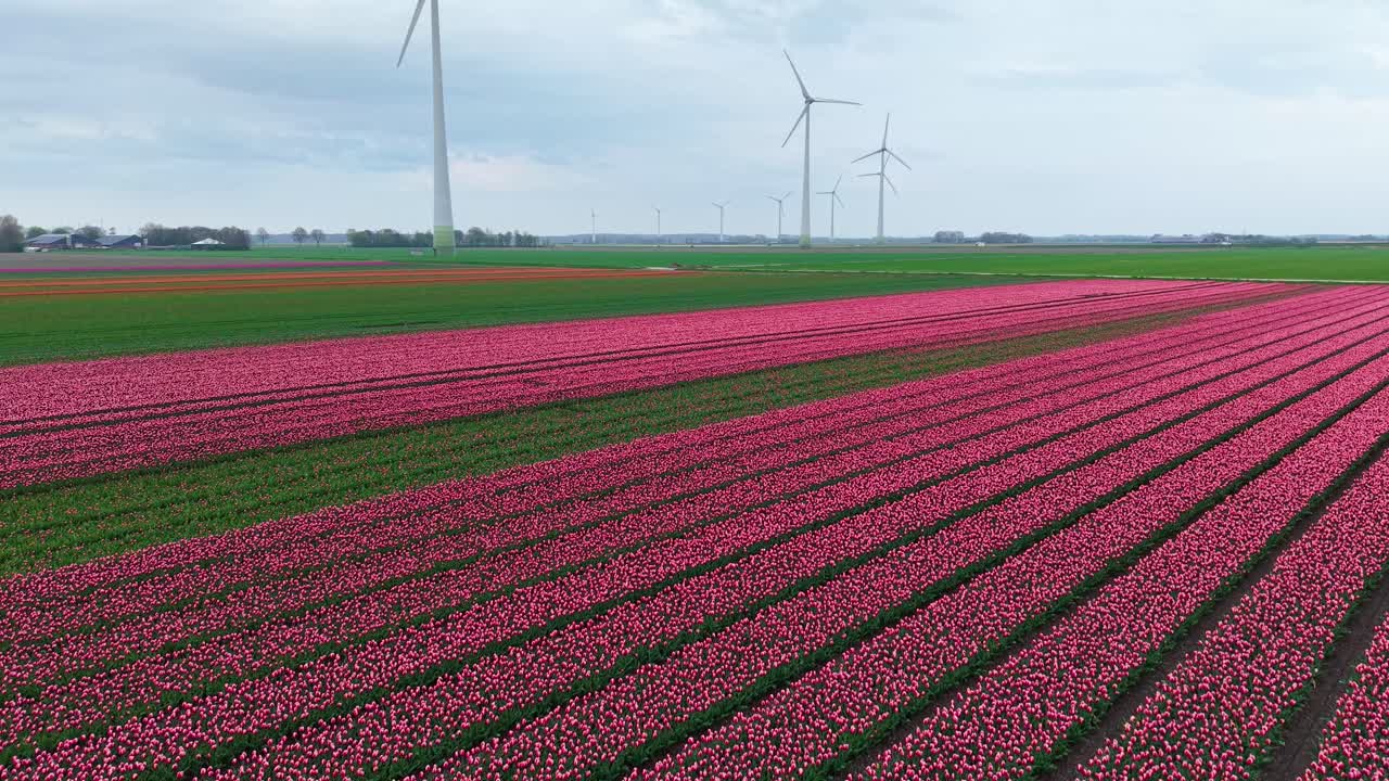Drone shot of colorful tulip fields and wind turbines, showcasing sustainable energy and agriculture. Flying forward.