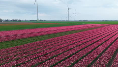 drone shot of colorful tulip fields and wind turbines, showcasing sustainable energy and agriculture. flying forward.