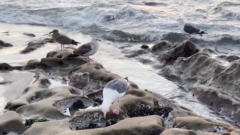 seagulls on rocks with ocean waves coming ashore