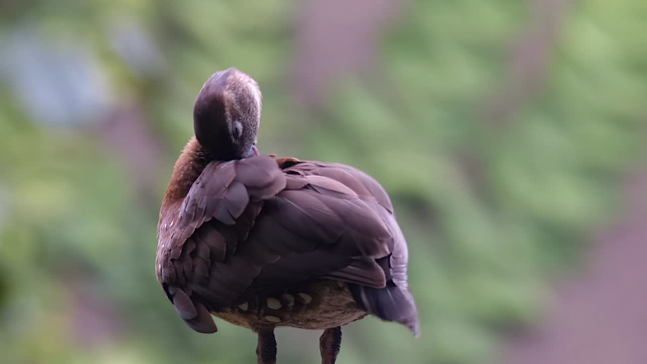 et billede af en fløjtende and, der plejer sig selv - nærbilleder