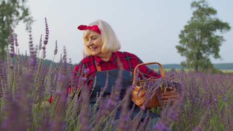 senior farmer worker grandmother woman in organic field growing, gathering purple lavender flowers