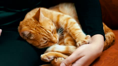 woman stroking a red cat lying on the couch