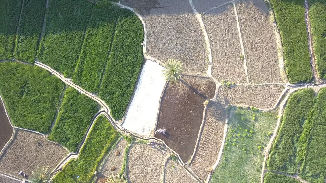 campos de arroz entre montañas y palmeras