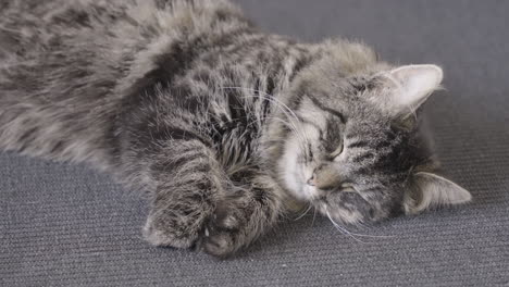 grey black cat sleeping calmly on soft fabric - static, closeup view