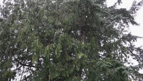 Schneeflocken,-Die-In-Zeitlupe-In-Der-Nähe-Von-Bäumen-Fallen