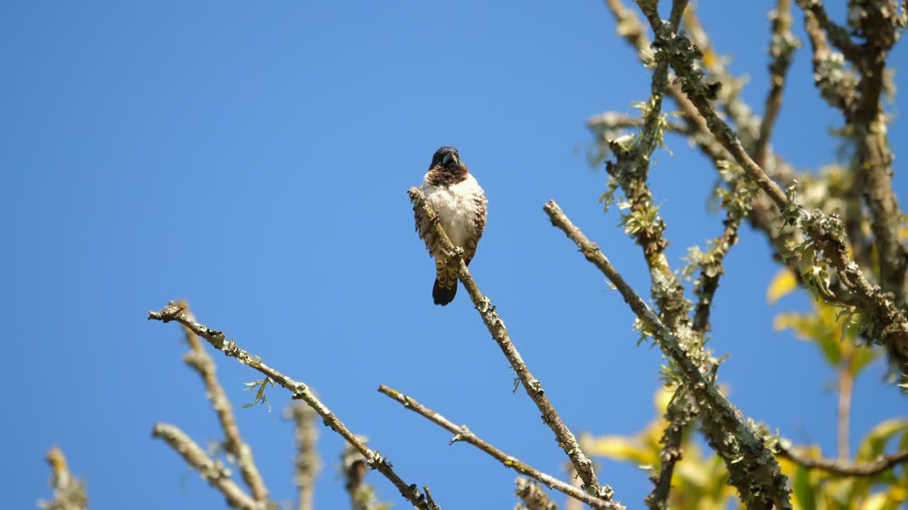 un pájaro maniquí de bronce posado en la parte superior de la rama en un día azul soleado, de baja ventaja