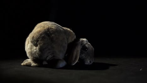 close up adult grey lop rabbit hopping around a black studio background sniffing and twitching his nose with cute tail