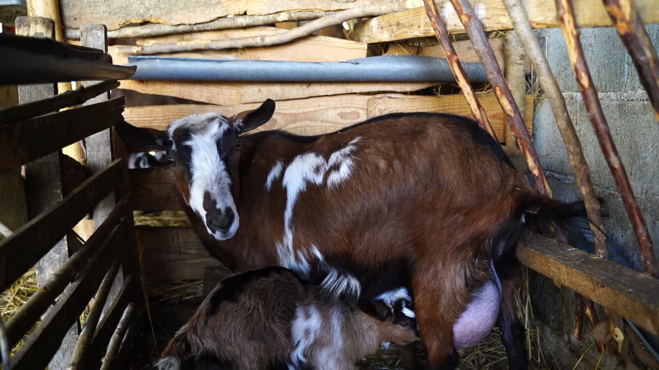 cabra amamantando a un niño recién nacido, pequeña cabra chupando leche de la madre