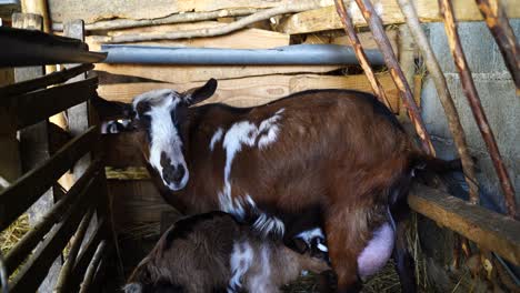 goat breastfeeding newborn kid, little goat sucking milk from mother