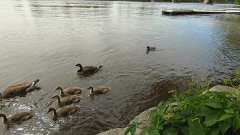 view of ducks in water, on river shore in natural park