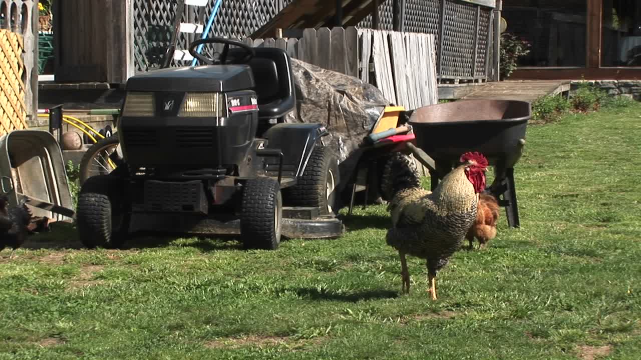 수탉이 농부의 장비 더미 앞 잔디밭에서 감시하고 있습니다.
