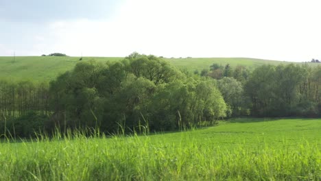 Seitenansicht-Einer-Grünen-Ländlichen-Gegend-Mit-Wiesen-Und-Bäumen-Aus-Der-Perspektive-Des-Fahrens-–-Ideal-Für-Den-Greenscreen-Ersatz-In-Der-Innenansicht-Eines-Autos