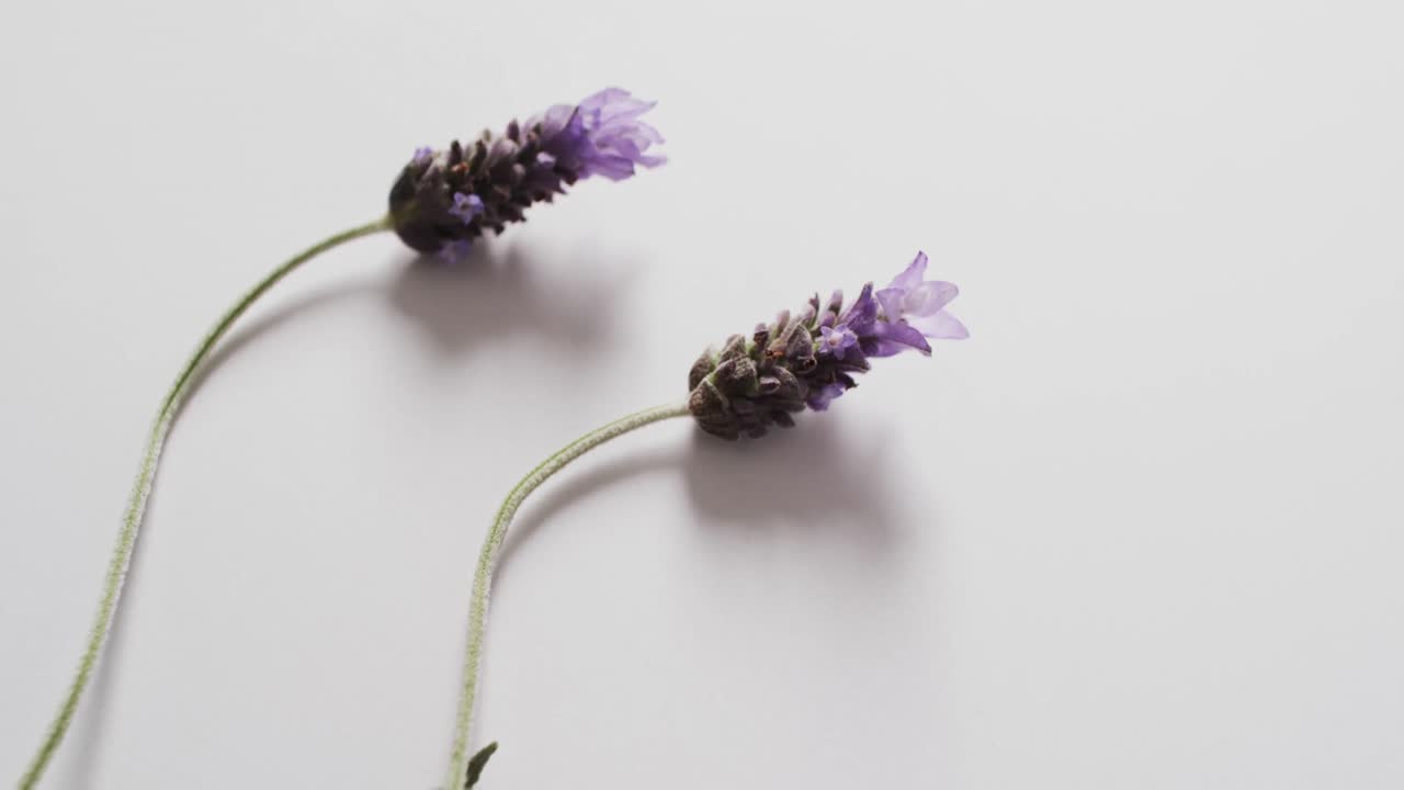 白い背景にコピースペースのあるラベンダーの花と葉のビデオ。