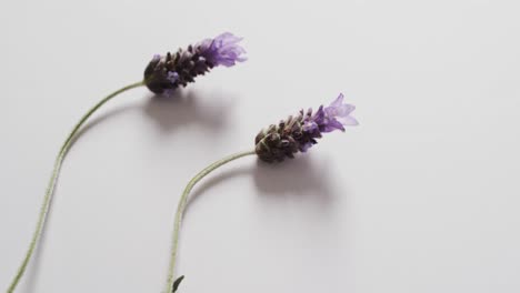 Video-of-lavender-flowers-and-leaves-with-copy-space-on-white-background