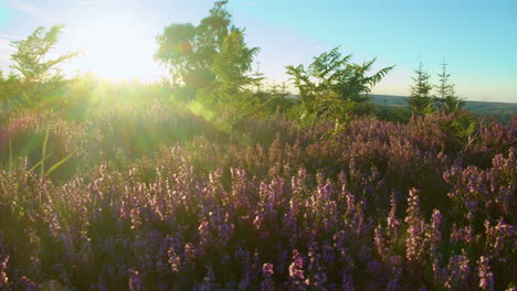 Heather-Season,-North-York-Moors-National-Park-Yorkshire-Summer-2022---Cinema-camera-Prores-4K-Clip-8