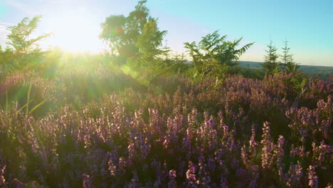 heather season, north york moors national park yorkshire summer 2022 - cinema camera prores 4k clip 8