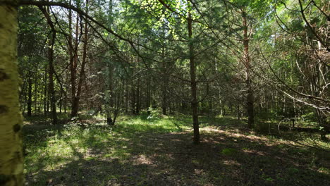 forest scene with sunlight and trees