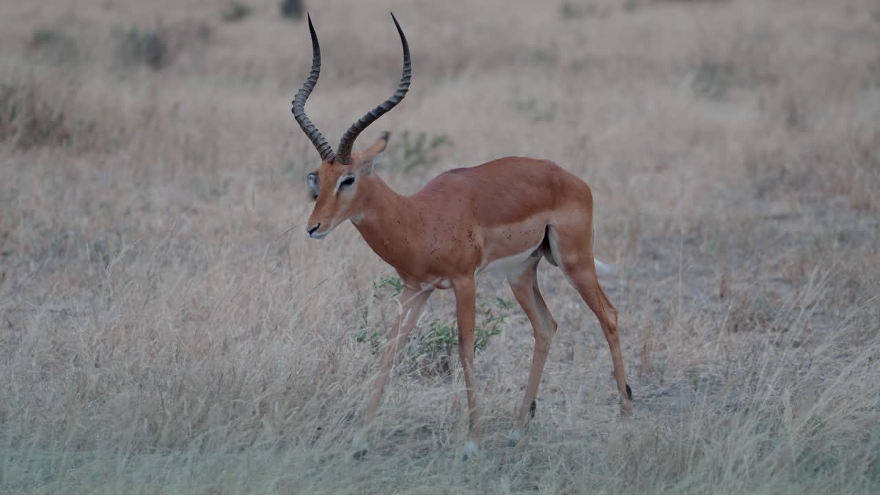 Male impala marking its territory in Tarangire National Park, Tanzania