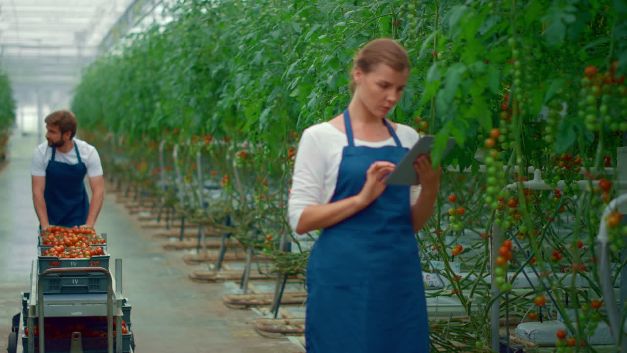 Specialisti agricoli che controllano la produzione di pomodori usando un tablet digitale nell'azienda agricola.