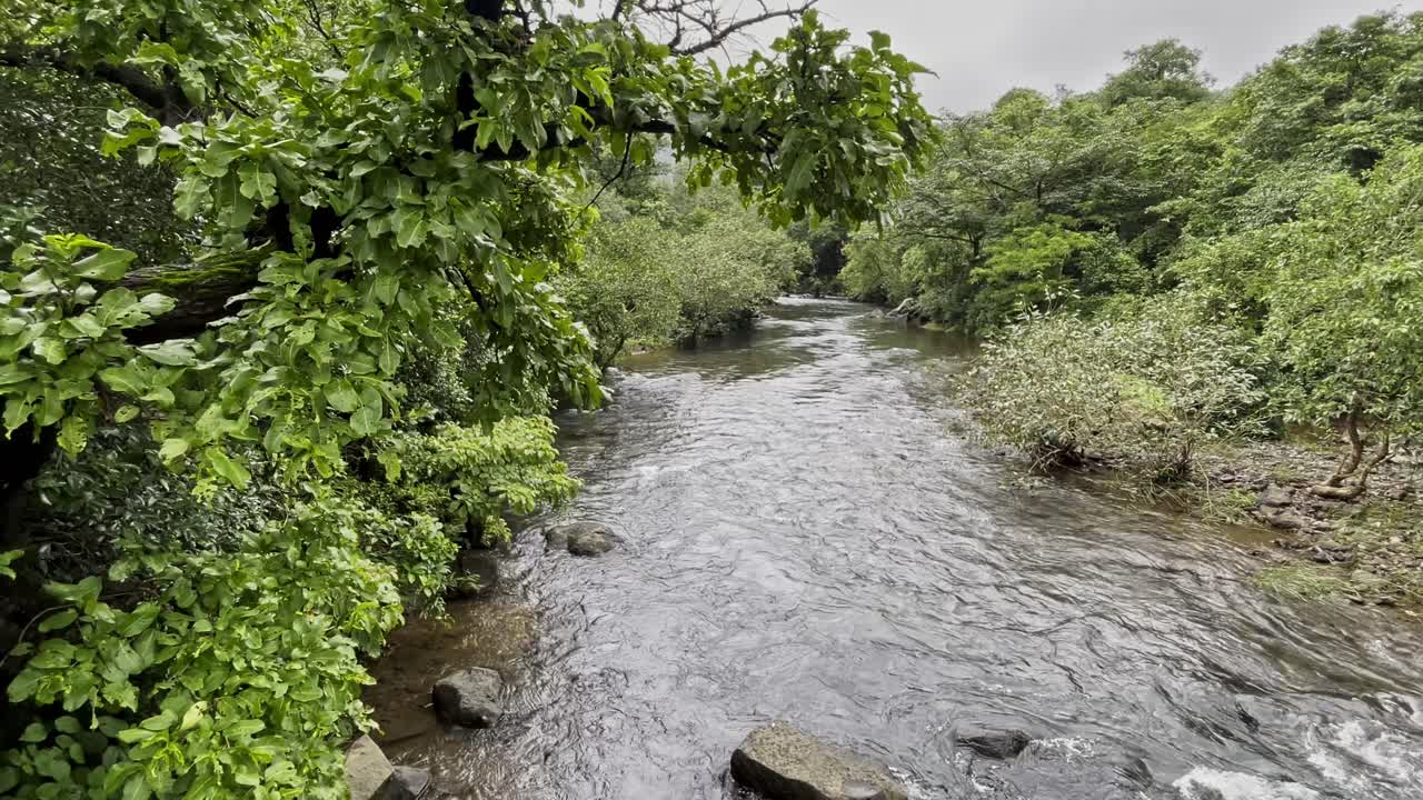 A serene forest scene in Bhandardara, Maharashtra, India where crystal-clear water flows gently over rocks. Lush green trees surround the stream, creating a peaceful, picturesque natural retreat