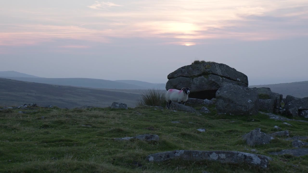 Una tranquilla scena del Dartmoor cattura una pecora solitaria vicino a formazioni rocciose aspre, incorniciata da dolci colline e un tenue bagliore del tramonto nel Devon, Inghilterra - Piano medio.